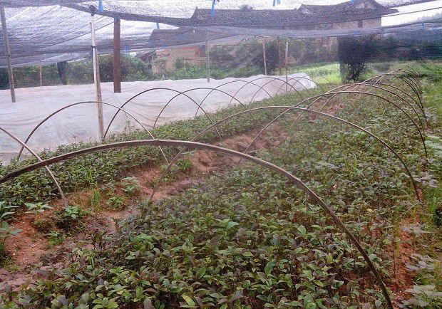 种植巴戟天如何选地整地?