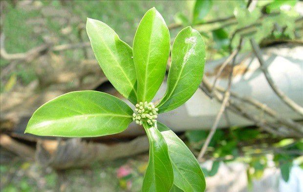 种植巴戟天哪个品种最好?