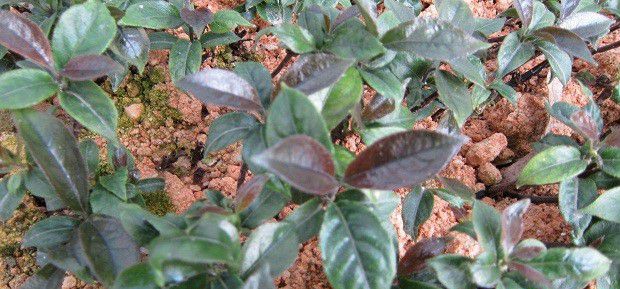 种植巴戟天需要什么条件?