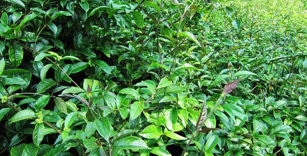 种植巴戟天需要什么条件?