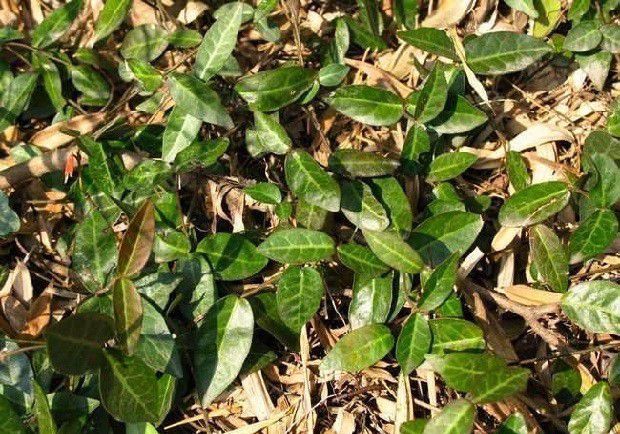 种植巴戟天需要什么条件?