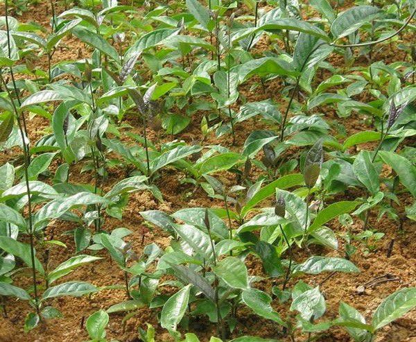 种植巴戟天需要什么条件?