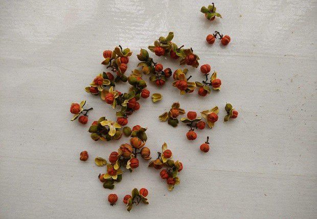 巴戟天种子有什么特点?