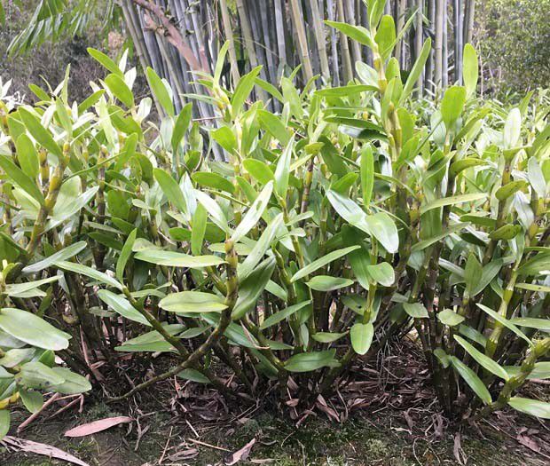 铁皮石斛种植的环境要求