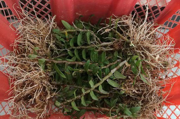 大棚铁皮石斛定植前栽培技术要点