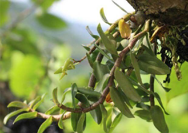 铁皮石斛发生药害、肥害造成僵化苗的解救方法