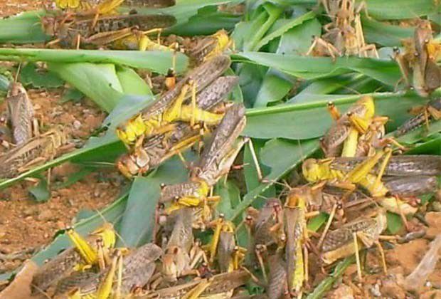 铁皮石斛蝗虫防治方法