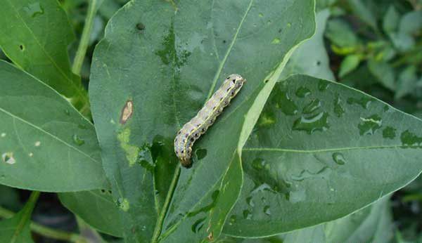 铁皮石斛斜纹夜蛾防治方法