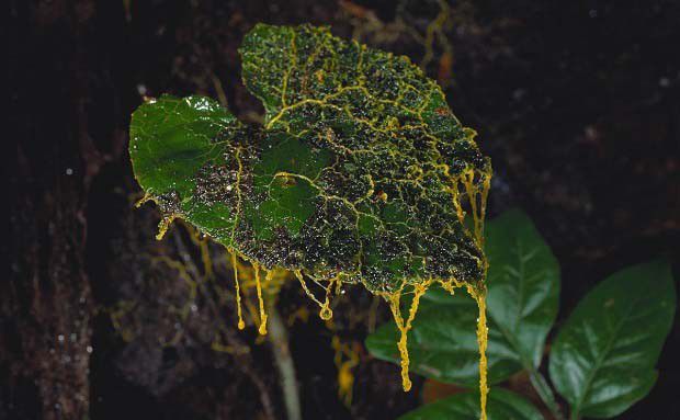 铁皮石斛黏菌防治方法