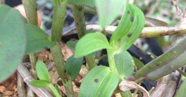 铁皮石斛黑斑病防治方法