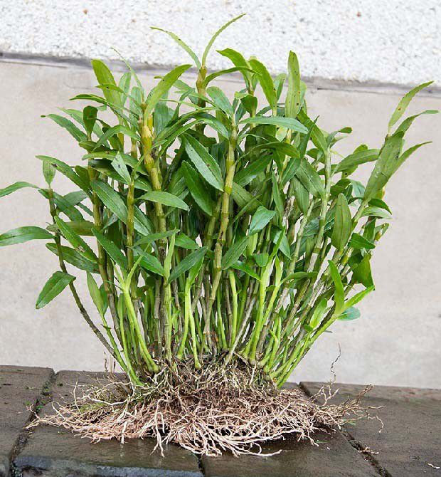 铁皮石斛形态特点