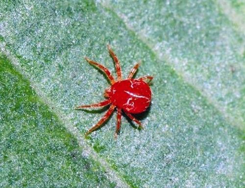 种植地黄如何防治红蜘蛛?
