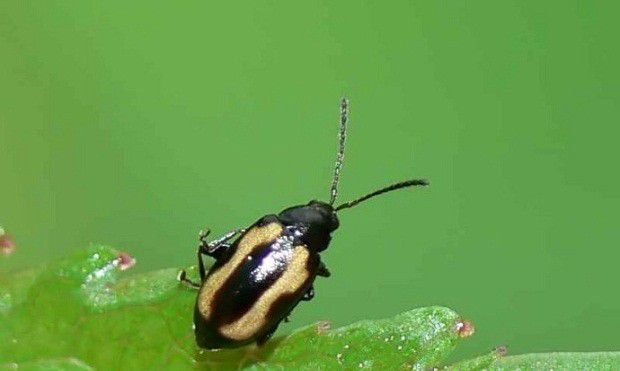 种植地黄如何防治牡荆肿爪跳甲?