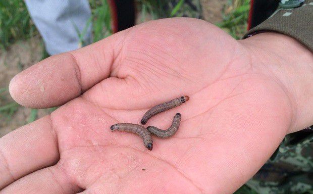 种植地黄如何防治小地老虎?