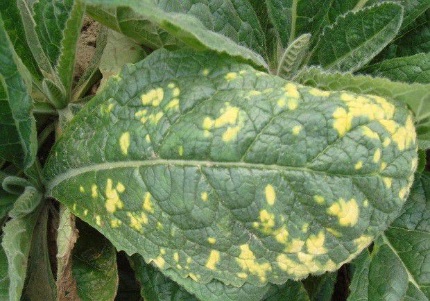 种植地黄如何防治病毒病?