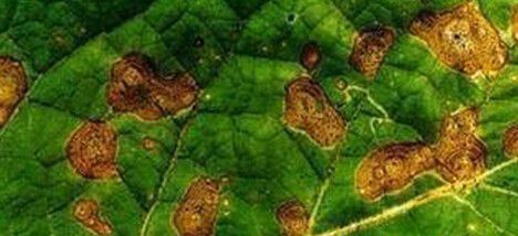 种植地黄如何防治轮纹病?