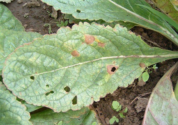 种植地黄如何防治斑枯病?