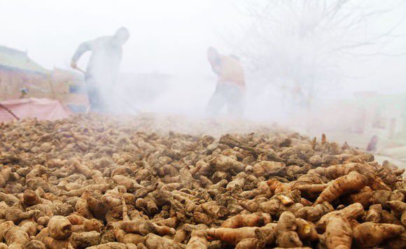 种植地黄如何采收?