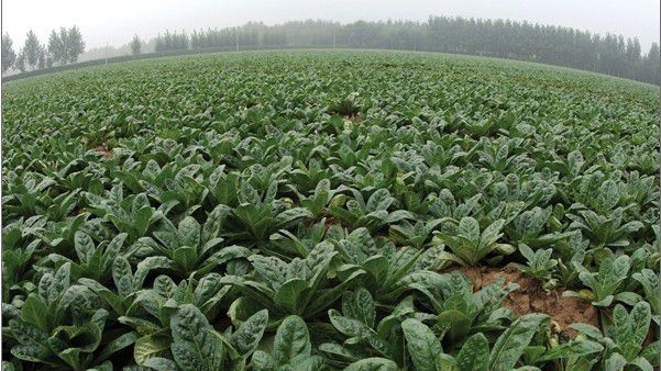 种植地黄需要怎么样的条件？