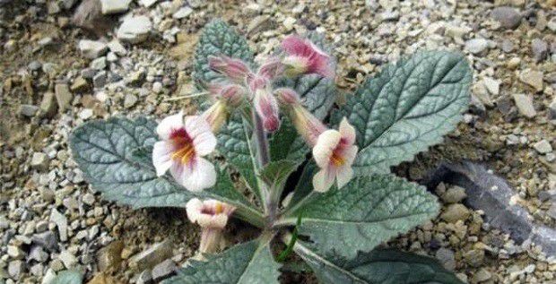 种植地黄需要怎么样的条件？