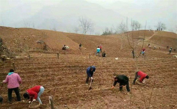 种植白术术栽如何栽种？