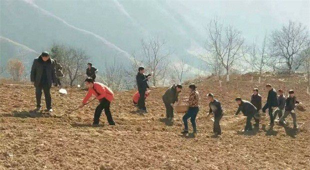 种植白术术栽如何栽种？