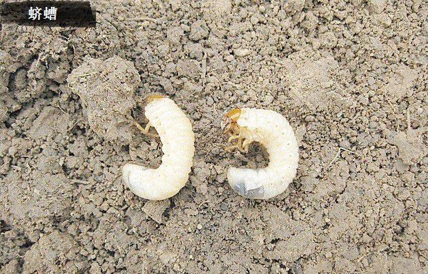 种植丹参虫害如何防治？