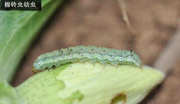 种植丹参虫害如何防治？