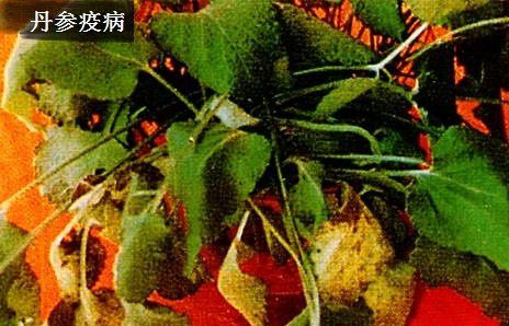 种植丹参病害如何防治？