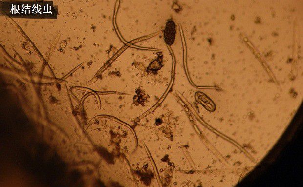 种植丹参病害如何防治？