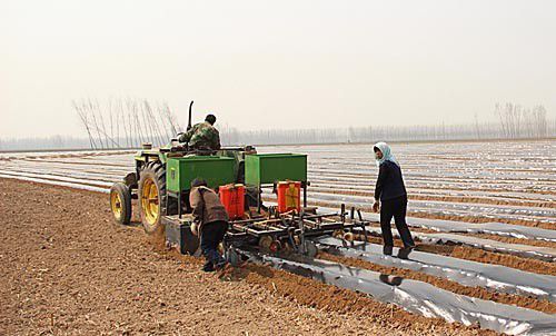 丹参苗如何栽种？