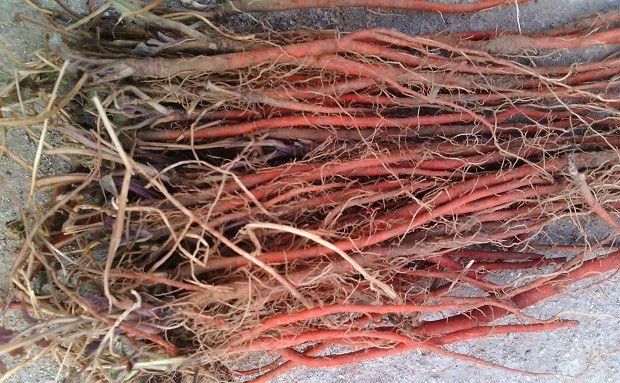 种植丹参如何繁殖？