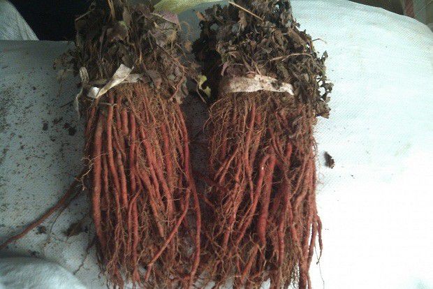 种植丹参如何繁殖？