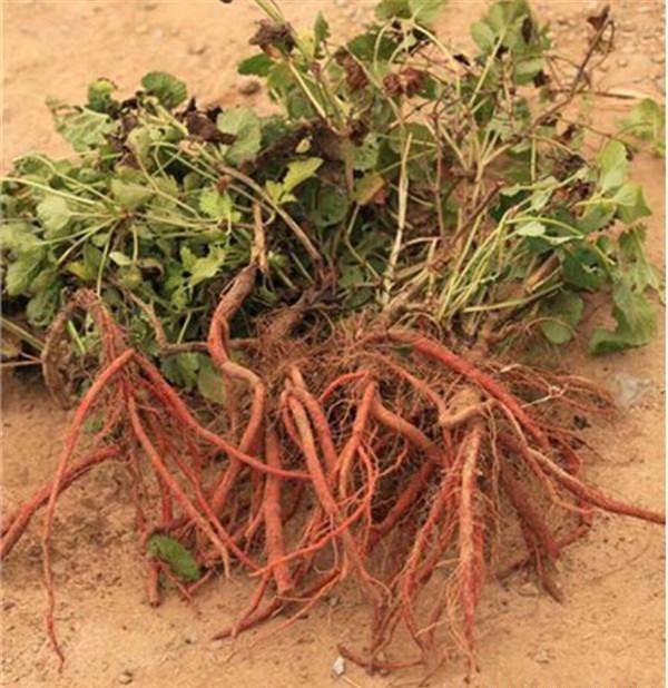 种植丹参如何繁殖？