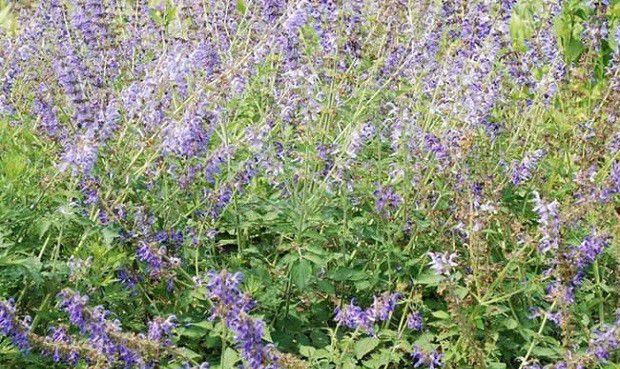 怎么样的环境适宜种植丹参？