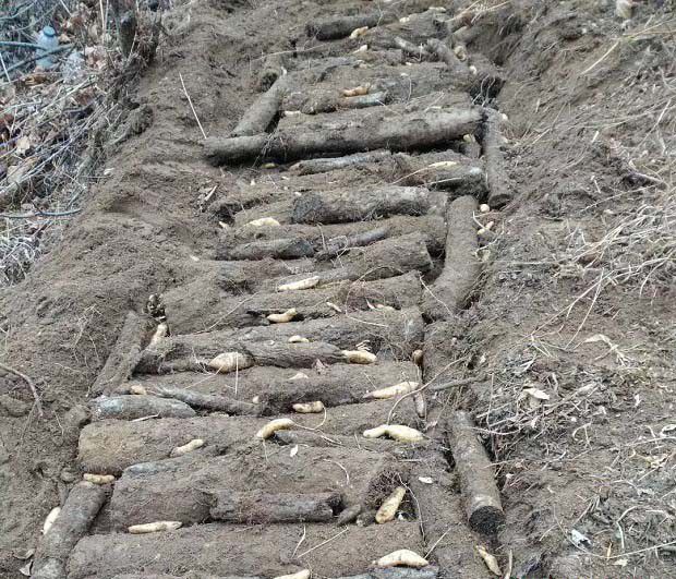 选择种天麻的地块需要注意什么？