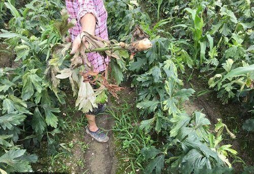 种植附子如何防治病害？