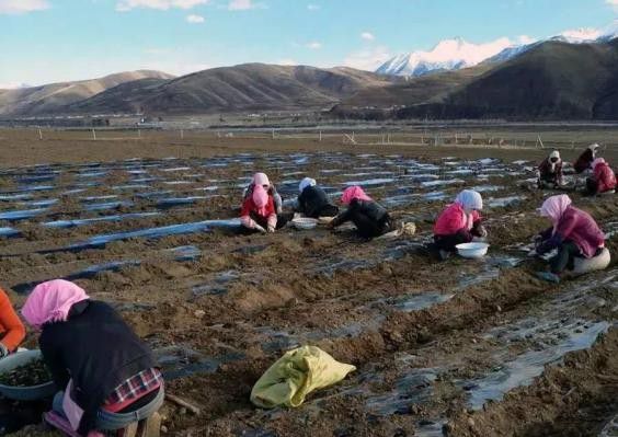 附子种根如何培育？