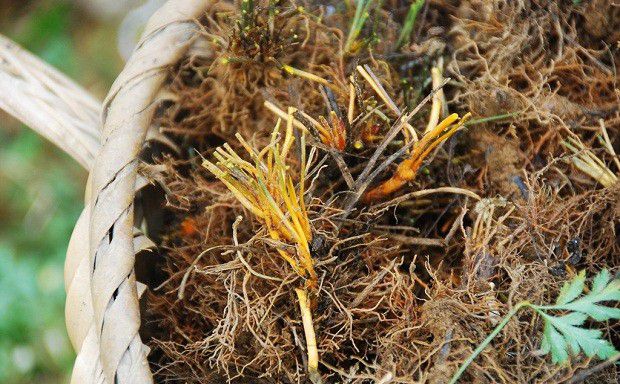 种植黄连如何收获？