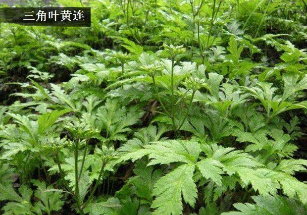 种植黄连如何管理？