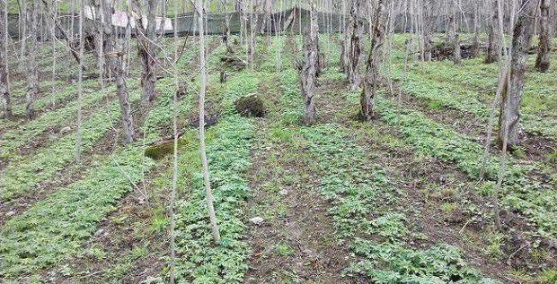 种植黄连如何管理？