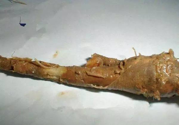 三七疫病如何防治？