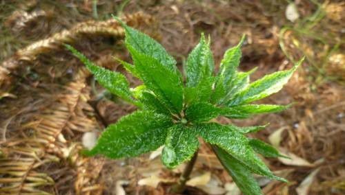 三七锈病如何防治？