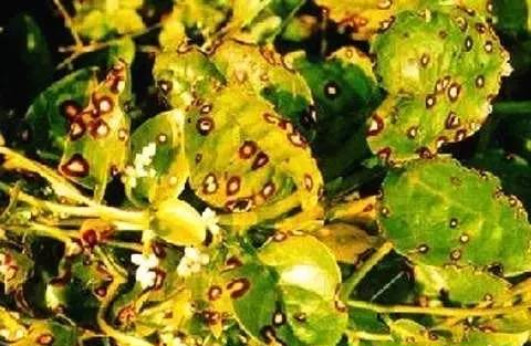 三七炭疽病如何防治？