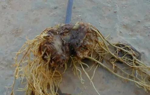 三七根腐病如何防治？