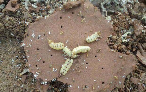 天麻防治白蚁方法