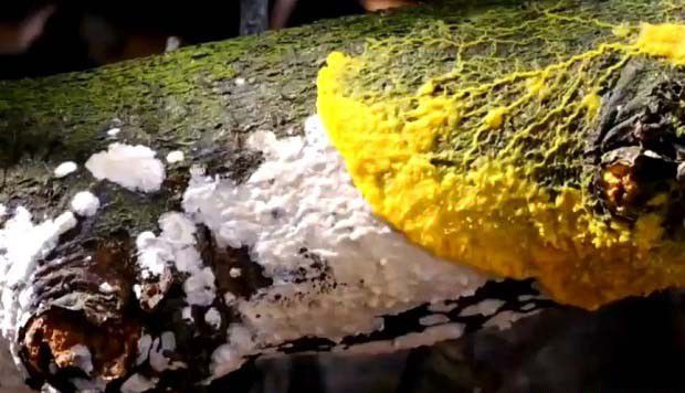 黏菌危害对天麻的危害（天麻防治黏菌办法）