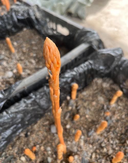 箭麻抽薹后的管理需要注意事项