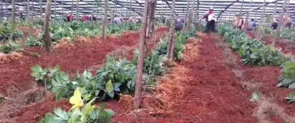 种植三七如何采收？