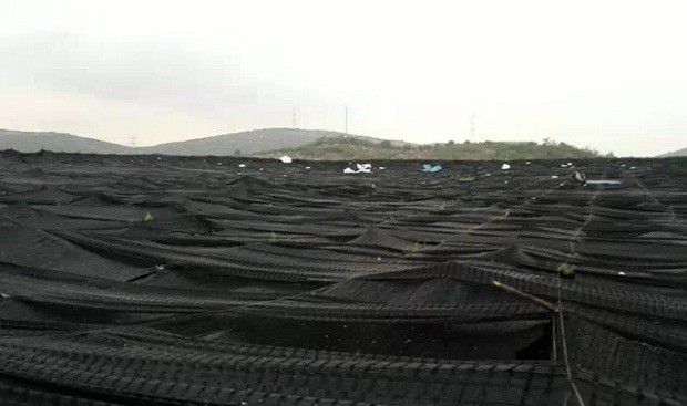 种植三七如何管理？